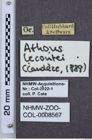 Etiketten zu Athous lecontei (NHMW-ZOO-COL-0008567)